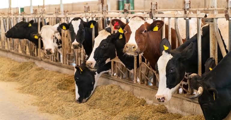 Dairy cows with yellow ear tags line up at a feeding trough, eating hay inside a barn in a row of stalls.