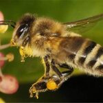 Common beekeeping mistakes farmers should avoid
