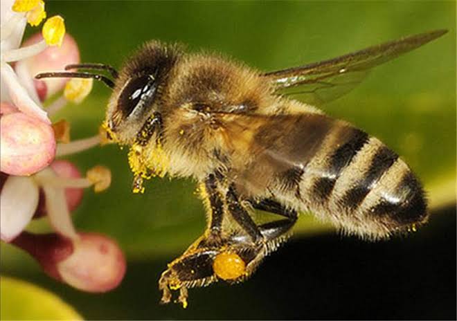 Close-up of a honey bee on pink flowers, collecting nectar with pollen on its legs.