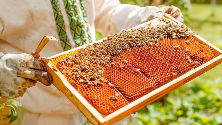 Beekeeper wearing gloves holds a honeycomb frame covered with bees in a sunny outdoor setting.