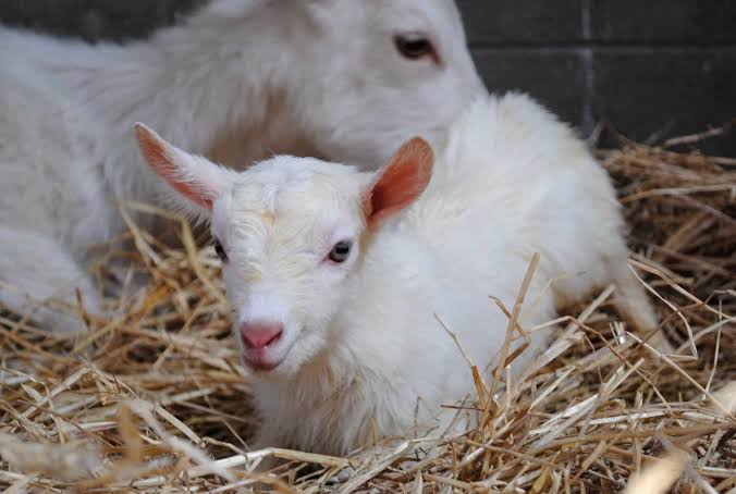 White baby goat sitting among straw, facing the camera with a second goat in the background