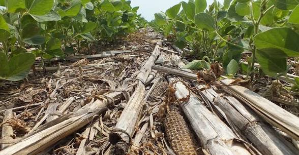 Low-angle view of a sugarcane field with cut, dried stalks lying on the soil between young green sugarcane plants.