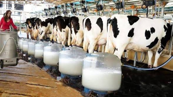 Row of Holstein cows lined up in a milking parlor, attached to milking machines with milk collection containers, farmer standing at the left.