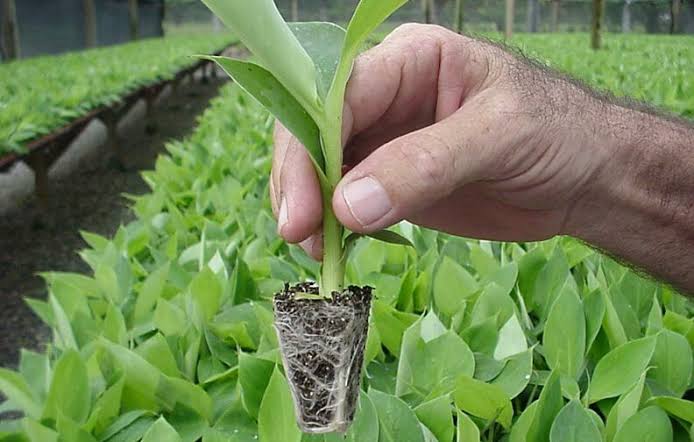 Hand holding a young plant with its root ball, ready for transplanting in a greenhouse nursery.