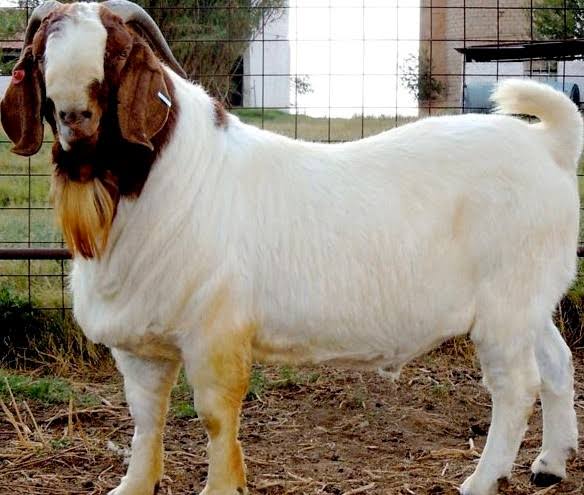 Goat with a white body and brown head standing inside a fenced outdoor pen.