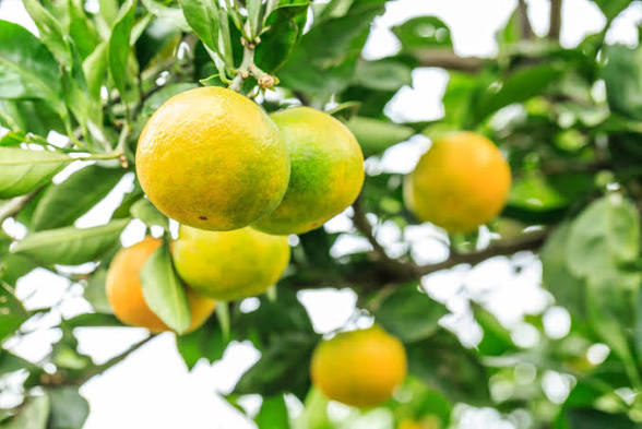 Orange trees with ripe yellow-orange fruit hanging among green leaves.