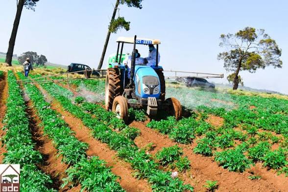 Blue tractor with a boom sprayer spraying a crop field on a sunny day, rows of green plants in rich soil.