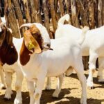 Benefits of proper planning in agribusines