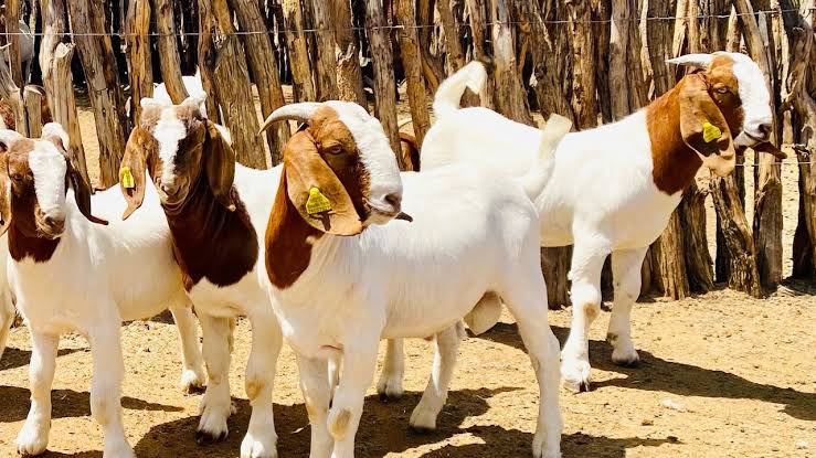 Group of white and brown goats standing on dusty ground beside a rustic wooden fence, some with yellow ear tags.