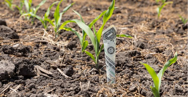 A one-dollar bill stands upright in soil among young corn seedlings, symbolizing money growing.