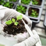 Government agricultural subsidies: Help or distortion?
