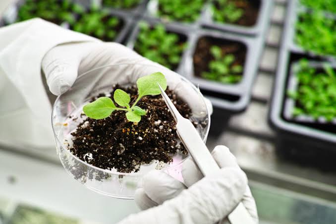 Gloved hands hold a petri dish with a young seedling and soil, with tweezers nearby in a lab.