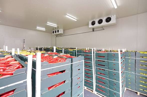 images - 2026-09-22T232246795 - Sacco Trend Magazine Industrial cold storage room with long rows of blue crates filled with red packages, white posts between aisles, and ceiling-mounted cooling units.