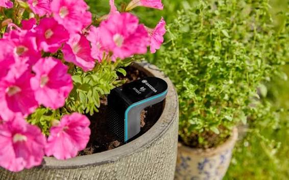 images - 2026-09-25T140441084 - Sacco Trend Magazine Small black and teal moisture sensor placed in a flower pot among pink blooms.