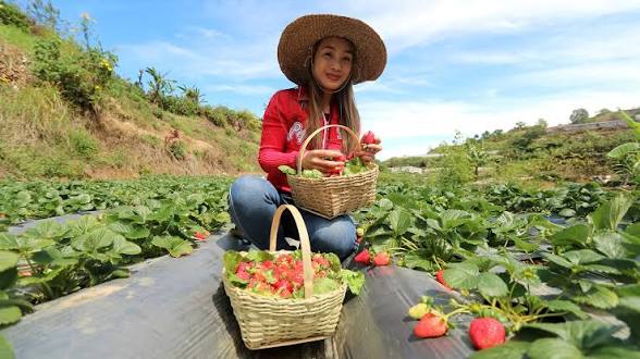 Woman wearing a straw hat sits in a strawberry field, holding a basket of freshly picked berries with another basket nearby on the rows of plants.