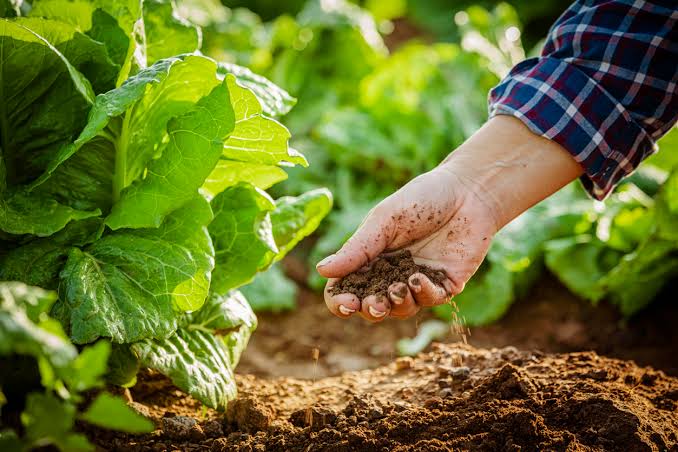 images - 2026-09-29T054027961 - Sacco Trend Magazine Hand holding moist soil near green lettuce plants in a garden bed.