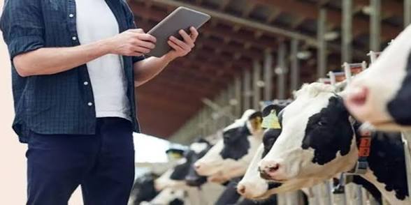 Person in a farm holding a tablet, inspecting cows in a dairy barn with stalls lined up behind him.