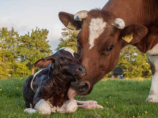 Brown and white cow with ear tags nuzzles a small black calf lying on green grass in a sunny pasture.