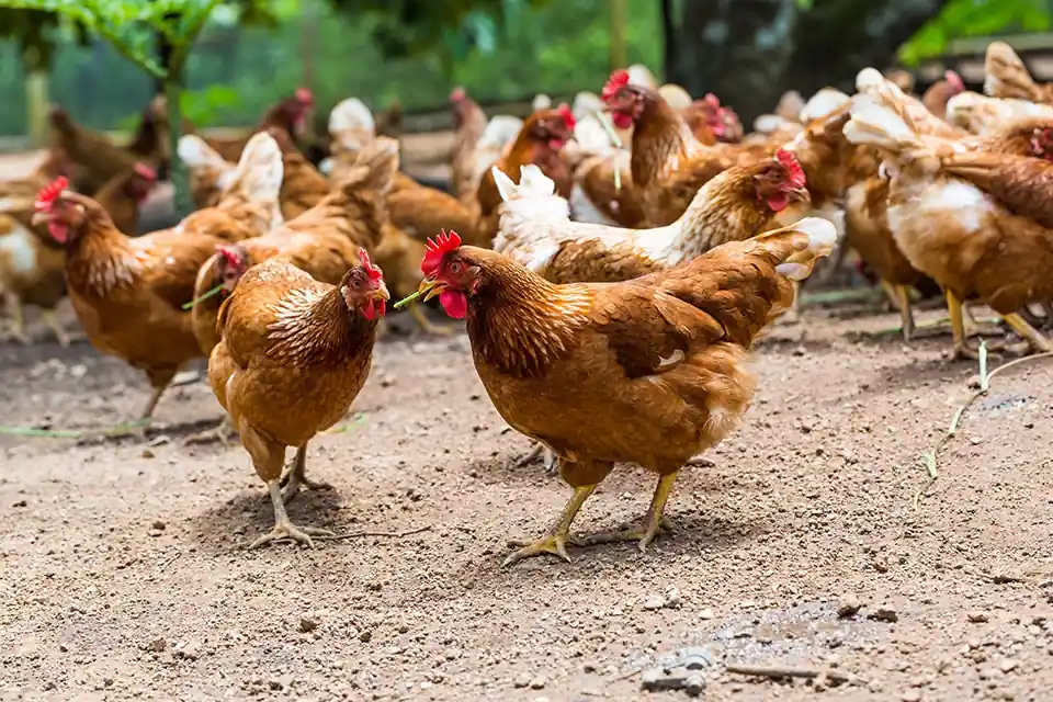 A flock of brown chickens pecking and walking on a dirt yard in an outdoor farm setting with greenery in the background.