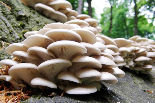 Cluster of pale mushrooms growing on a mossy log in a green forest setting, forming a dense cluster on the wood.