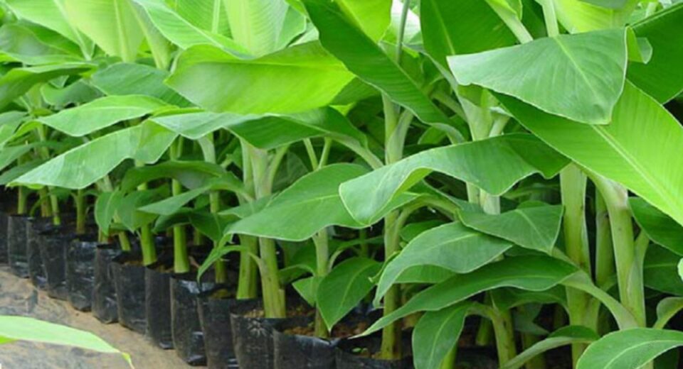 Young banana plants in black nursery pots lined up in a row in a nursery setting