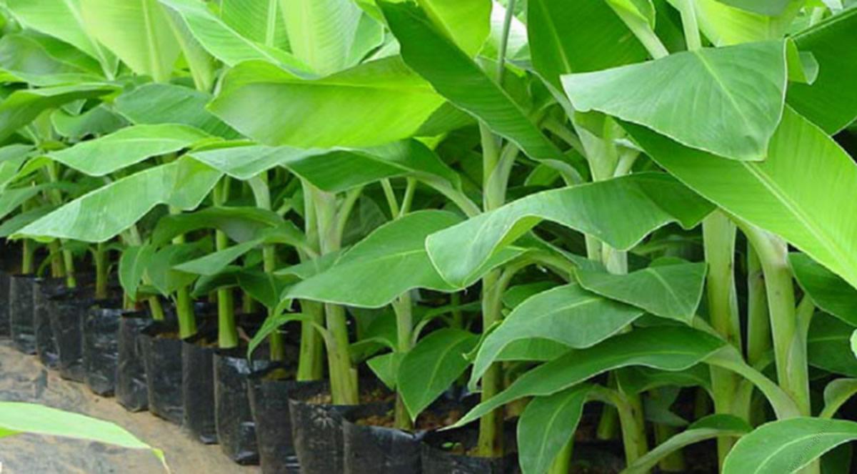 Young banana plants in black nursery pots lined up in a row in a nursery setting