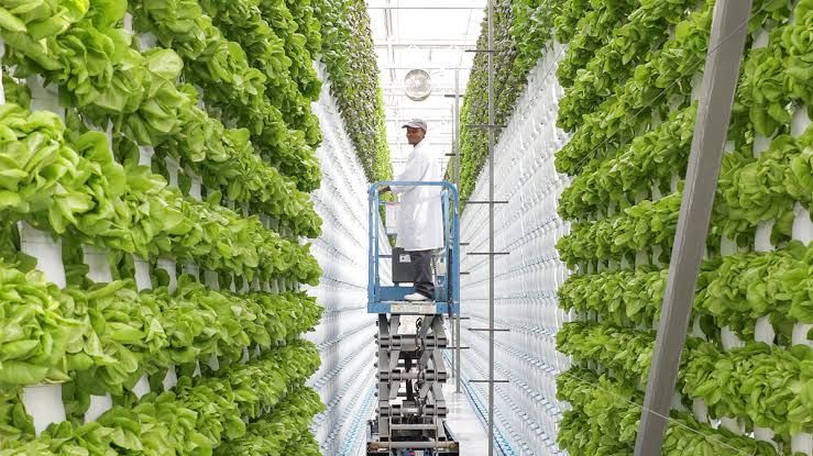 images - 2026-10-05T080142715 - Sacco Trend Magazine Worker on a blue lift tending rows of lettuce grown in vertical farming columns inside a bright greenhouse