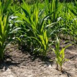 Agrivoltaics: How Solar panels and crops can share the same land