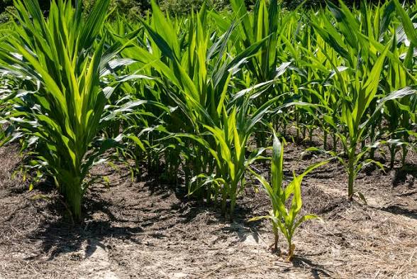Young corn plants growing in a field with dry soil between rows at midday light.