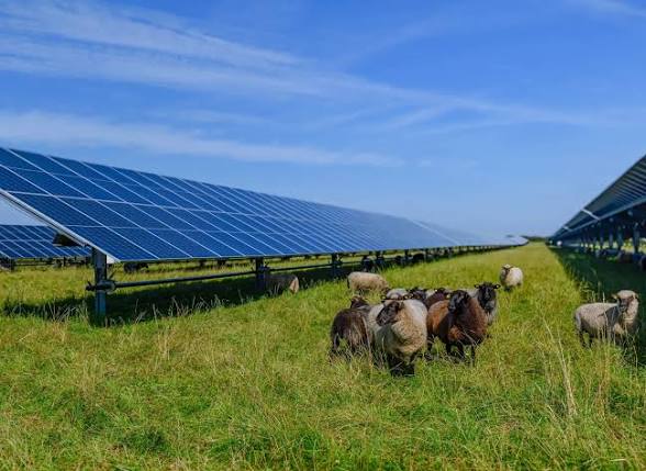 Solar panels in a grassy field with grazing sheep between rows of a solar farm under a blue sky, highlighting sustainable land use.