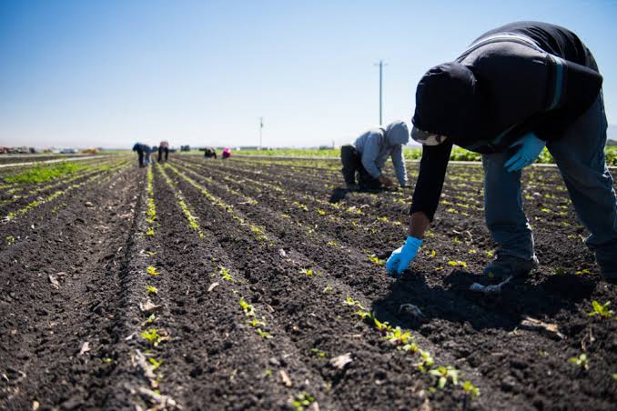 images - 2026-10-12T100950709 - Sacco Trend Magazine Farm workers plant young seedlings in long, straight rows across a field on a sunny day.