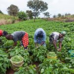 Agricultural supply chain disruptions and how to manage them