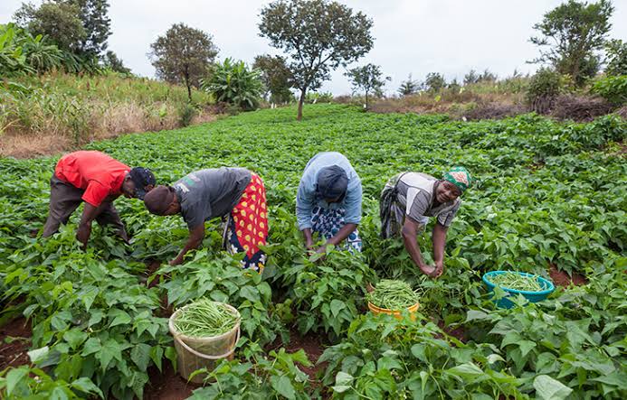 Four farm workers bending over rows of leafy green vegetables in a field, harvesting with baskets nearby.