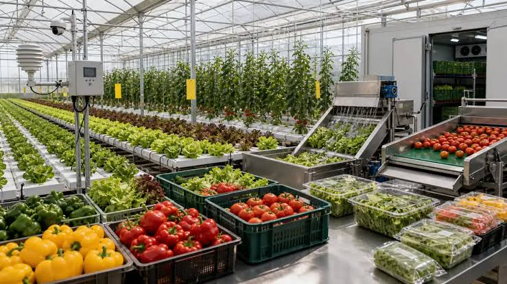 images - 2026-10-12T102206998 - Sacco Trend Magazine Inside a high-tech greenhouse with conveyor belts sorting crates of fresh peppers, tomatoes, and greens.