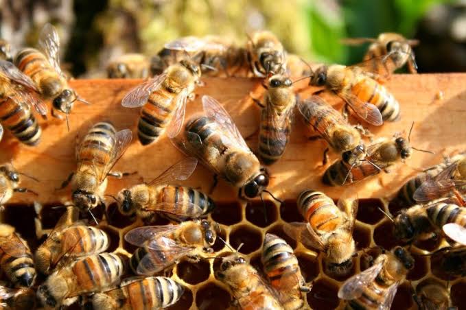 Close-up of honeybees clustered on a honeycomb frame, busy at the cells.