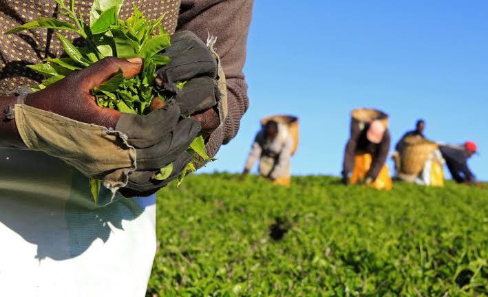 Close-up of a harvest worker's gloved hands holding fresh green tea leaves, with field workers picking crops in a green field under a clear blue sky in the background.