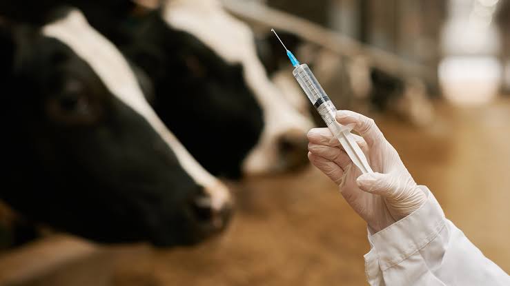 Vet in white coat and gloves holds a syringe as it nears a cow for vaccination in a dairy barn.