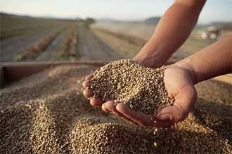 Two hands cupping a mound of grain seeds with a harvested field in the background.