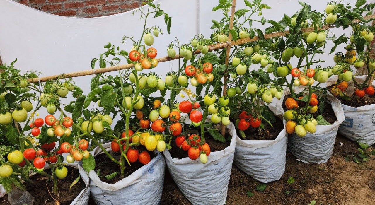 Tomato plants growing in white bags on the ground, supported by a wooden stake, with green, yellow, and red ripe fruits ready to harvest