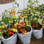 Beekeeping beyond honey: Profiting from pollination services, beeswax and propolis