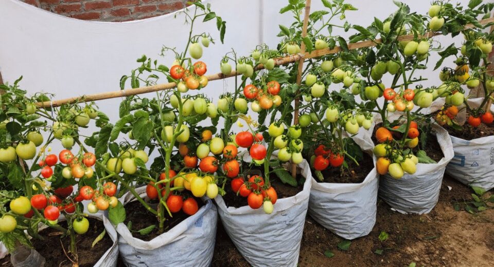 Tomato plants growing in white bags on the ground, supported by a wooden stake, with green, yellow, and red ripe fruits ready to harvest