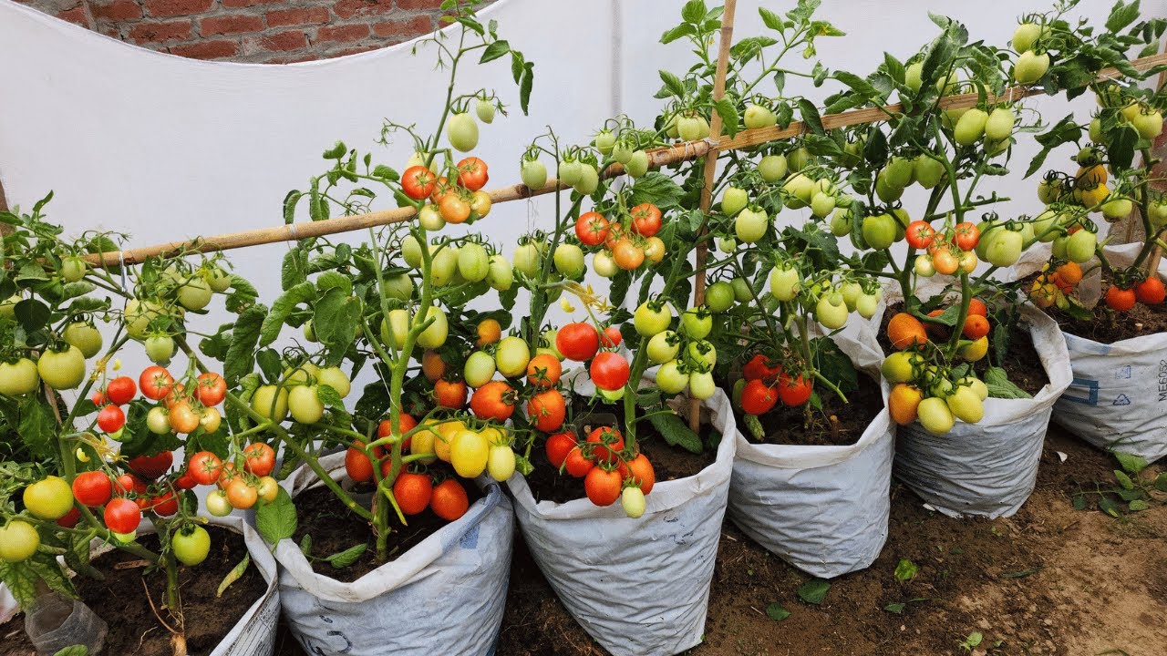 Tomato plants growing in white bags on the ground, supported by a wooden stake, with green, yellow, and red ripe fruits ready to harvest